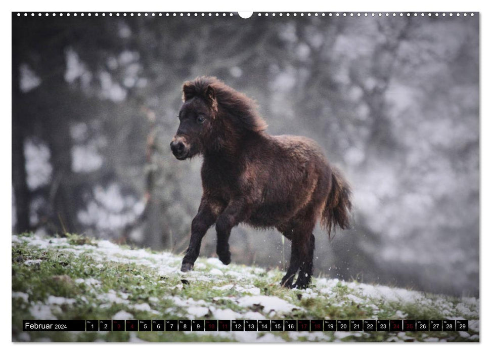 Shetlandpony Kalender (CALVENDO Wandkalender 2024)