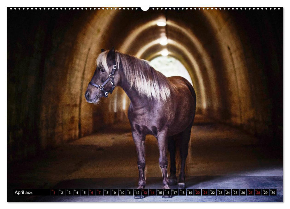 Shetlandpony Kalender (CALVENDO Wandkalender 2024)