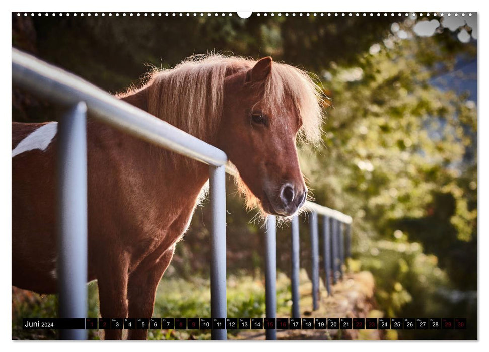 Shetlandpony Kalender (CALVENDO Wandkalender 2024)