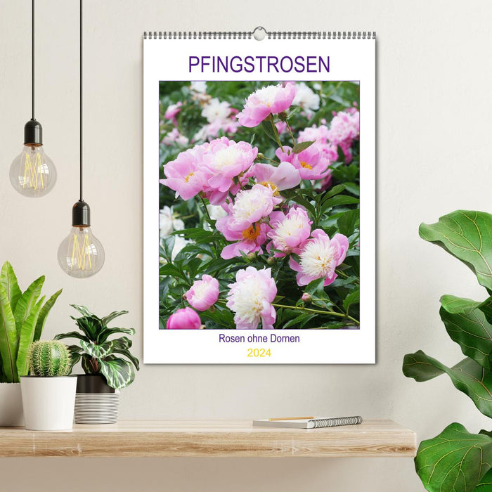 Pfingstrosen Rosen ohne Dornen (CALVENDO Wandkalender 2024)