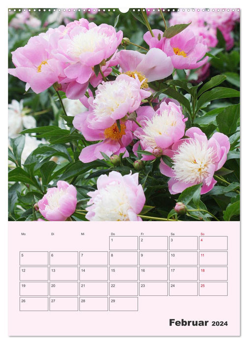 Pivoines roses sans épines (Calendrier mural CALVENDO 2024) 