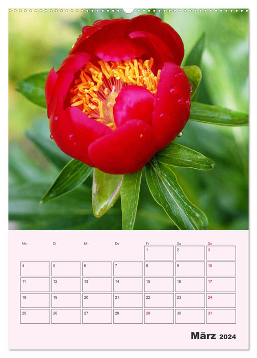 Pivoines roses sans épines (Calendrier mural CALVENDO 2024) 