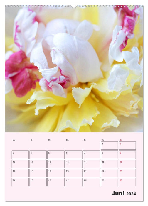 Pivoines roses sans épines (Calendrier mural CALVENDO 2024) 