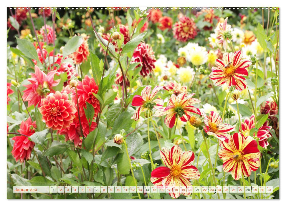 Dahlia Summer (Calendrier mural CALVENDO Premium 2024) 