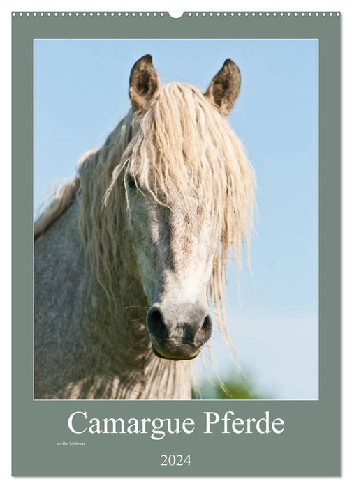 Chevaux camarguais - crinières blanches (Calendrier mural CALVENDO 2024) 