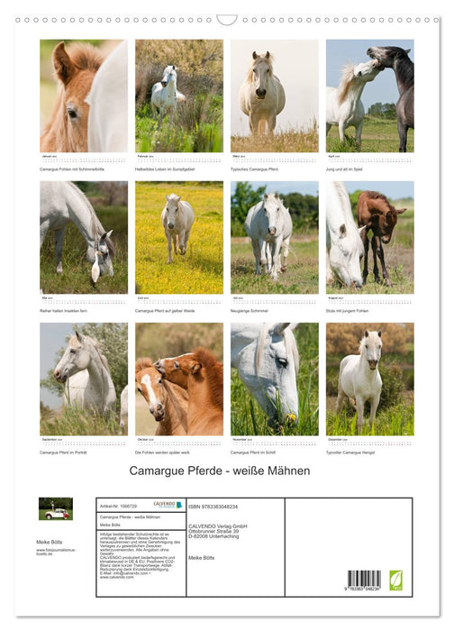 Chevaux camarguais - crinières blanches (Calendrier mural CALVENDO 2024) 