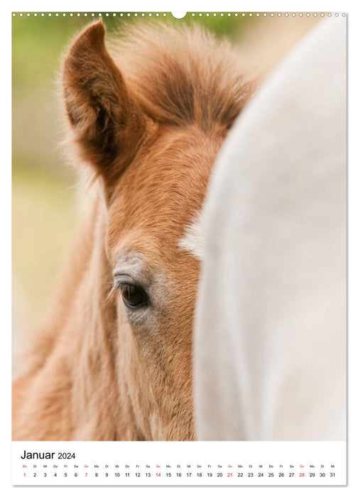 Chevaux camarguais - crinières blanches (Calendrier mural CALVENDO 2024) 