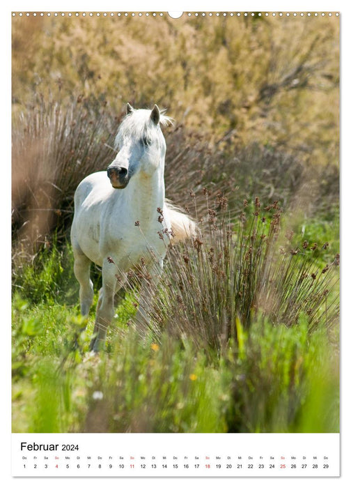 Camargue Pferde - weiße Mähnen (CALVENDO Wandkalender 2024)