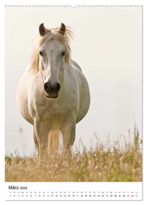 Chevaux camarguais - crinières blanches (Calendrier mural CALVENDO 2024) 