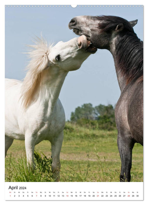 Chevaux camarguais - crinières blanches (Calendrier mural CALVENDO 2024) 