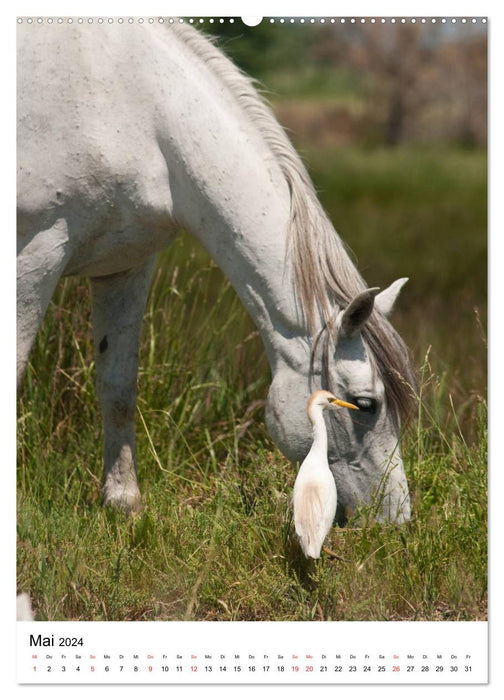 Camargue Pferde - weiße Mähnen (CALVENDO Wandkalender 2024)