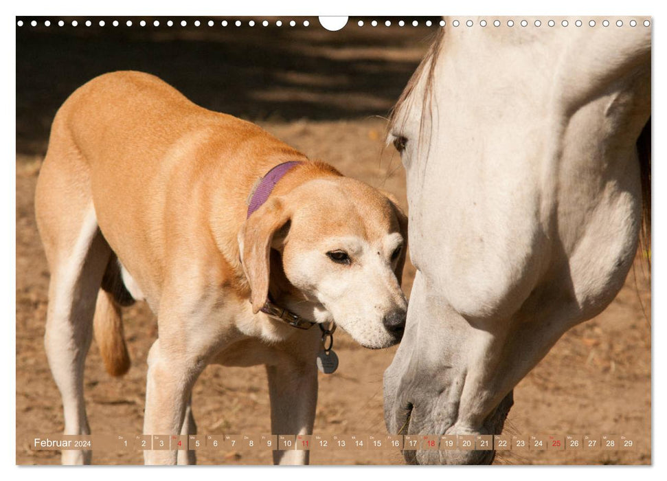 Cheval et chien - amis à quatre pattes (Calendrier mural CALVENDO 2024) 