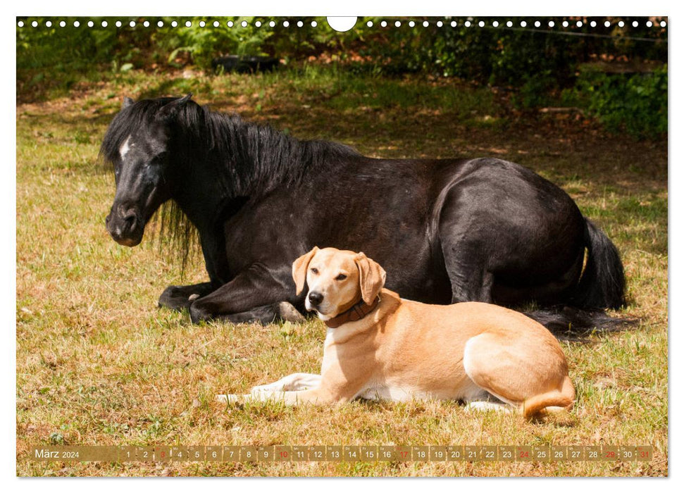 Pferd und Hund - Vierbeinige Freunde (CALVENDO Wandkalender 2024)