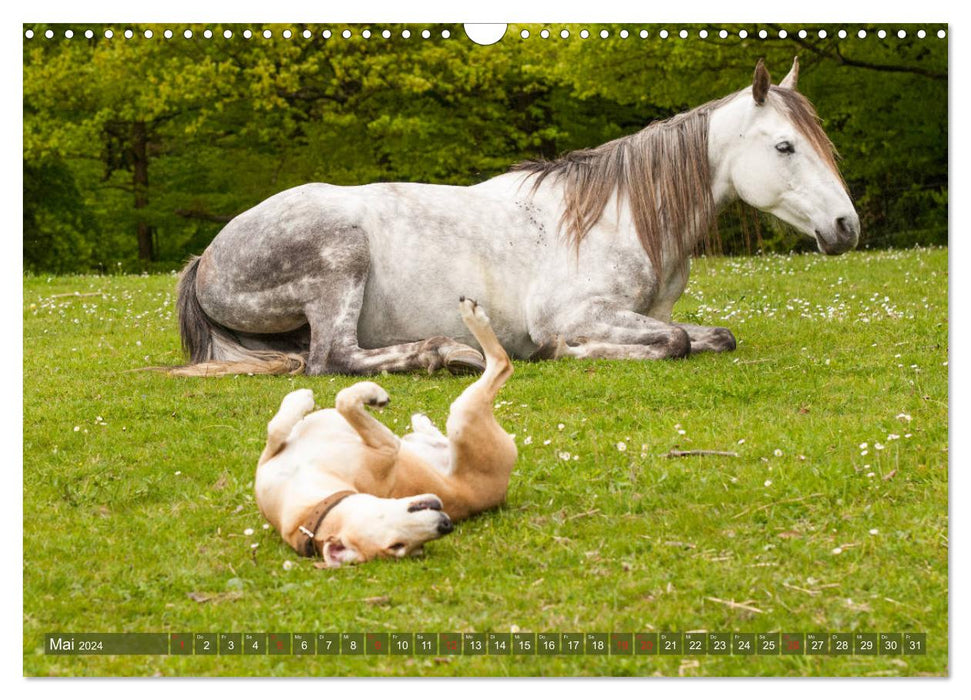 Pferd und Hund - Vierbeinige Freunde (CALVENDO Wandkalender 2024)