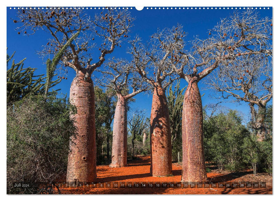 Zauberwald Ifaty · Traumhafte Baobabs in Madagaskar (CALVENDO Premium Wandkalender 2024)