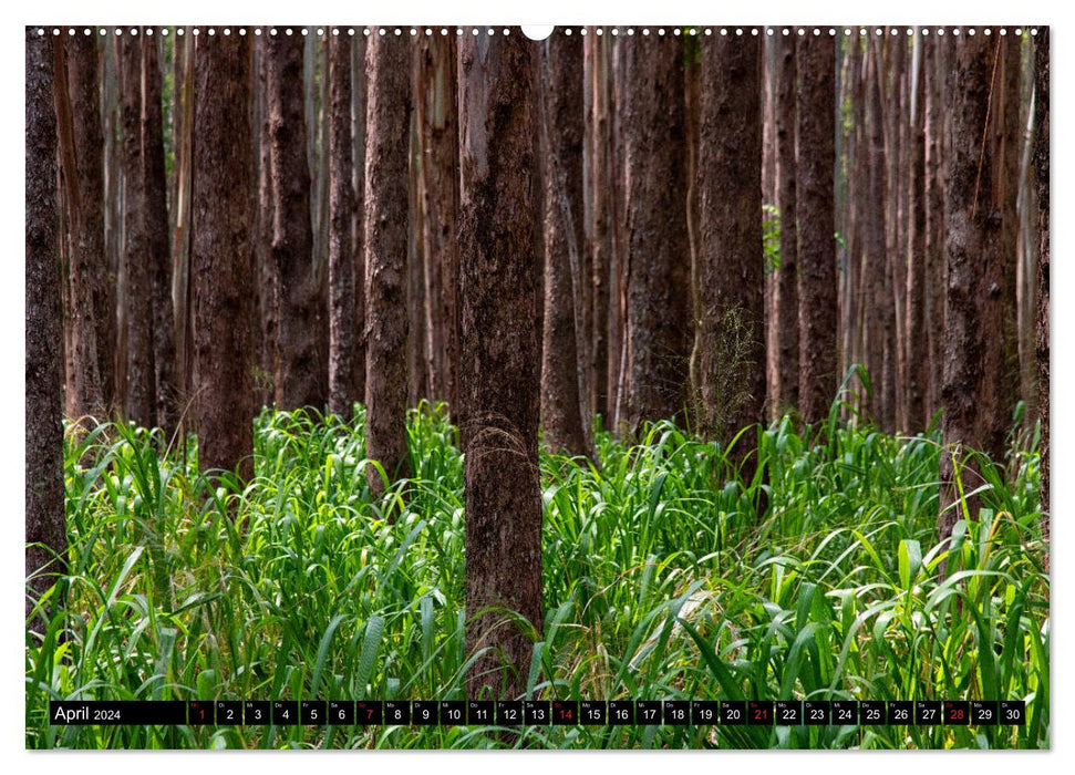 Bäume in der Welt (CALVENDO Premium Wandkalender 2024)