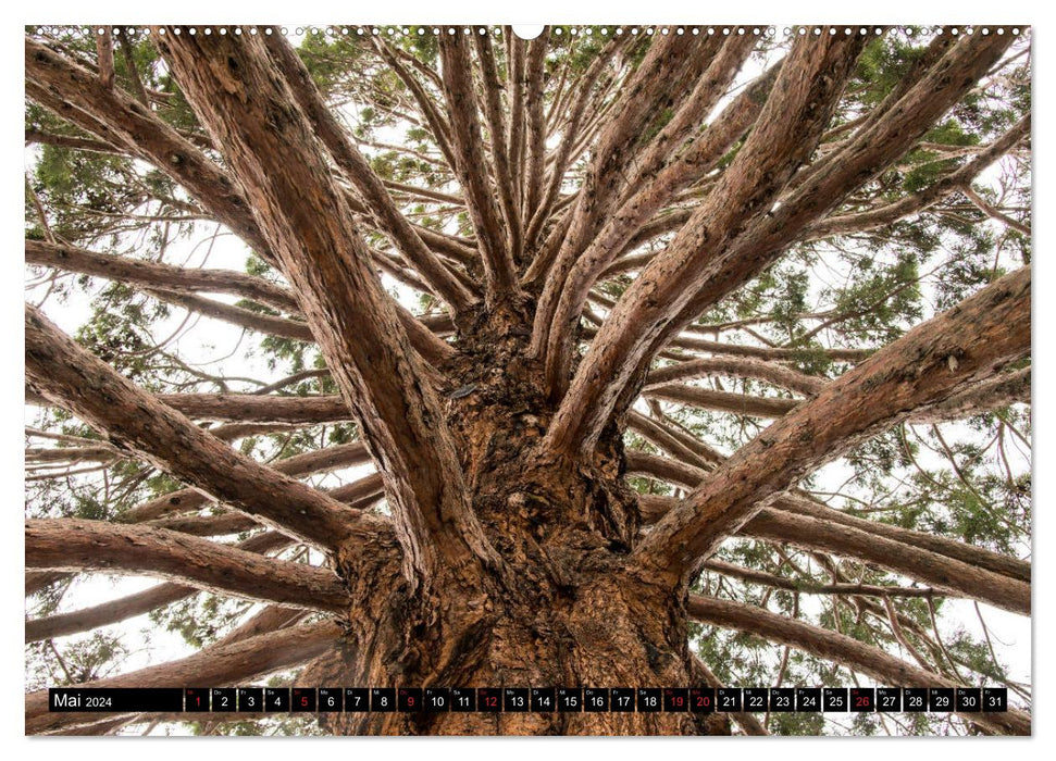 Bäume in der Welt (CALVENDO Premium Wandkalender 2024)