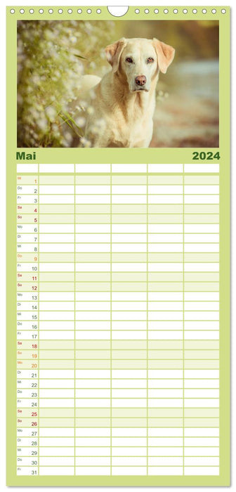 Faszination Labrador - gelb, foxred, schwarz (CALVENDO Familienplaner 2024)