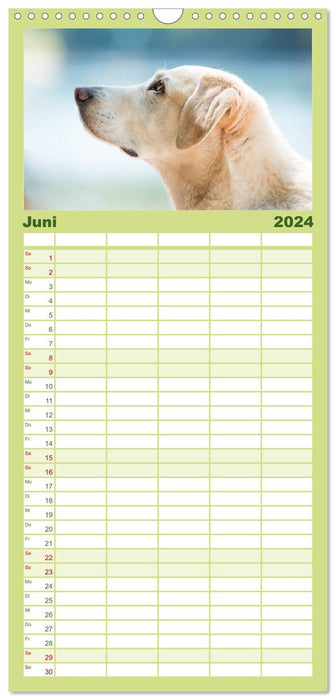 Fascination Labrador - jaune, renard rouge, noir (Agenda familial CALVENDO 2024) 