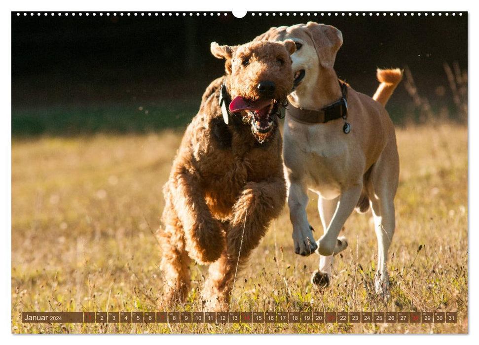 Meilleurs amis – Jouer aux chiens (Calvendo Premium Calendrier mural 2024) 