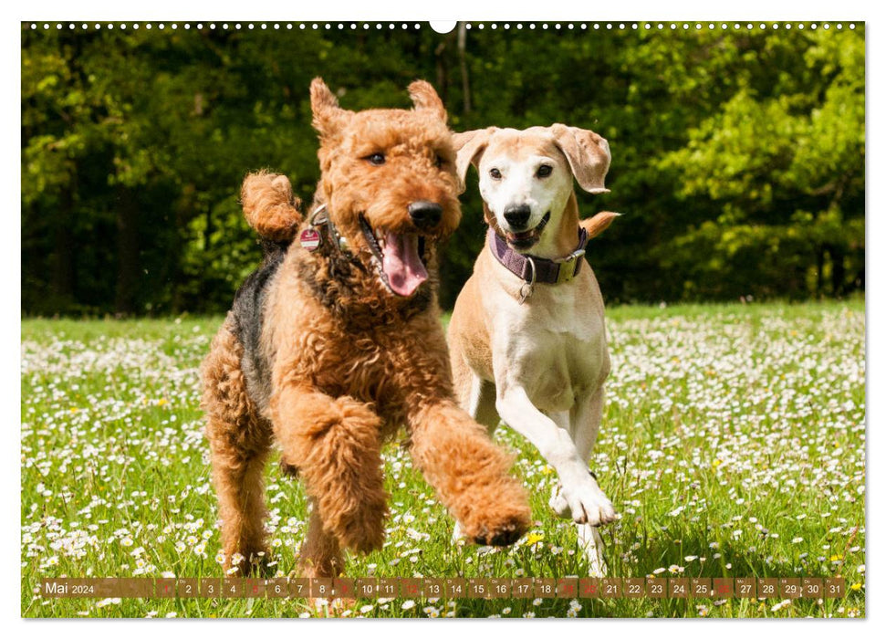 Meilleurs amis – Jouer aux chiens (Calvendo Premium Calendrier mural 2024) 