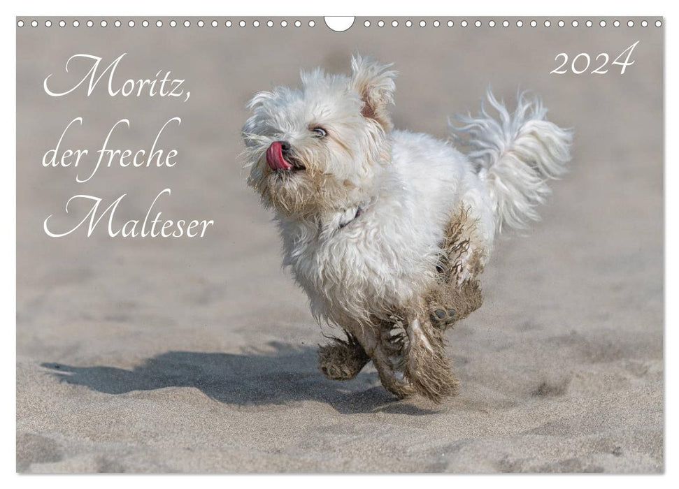 Moritz, der freche Malteser (CALVENDO Wandkalender 2024)