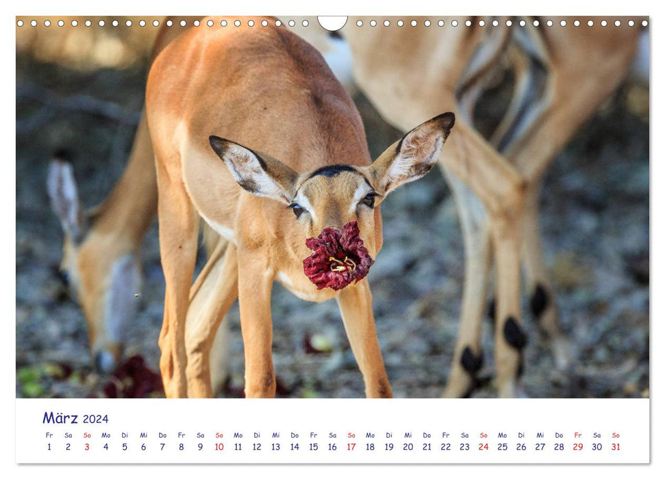 Wildes Afrika in Tierporträts (CALVENDO Wandkalender 2024)