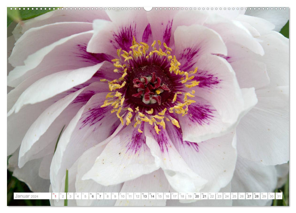 Peony Dream (Calvendo Premium Calendrier mural 2024) 