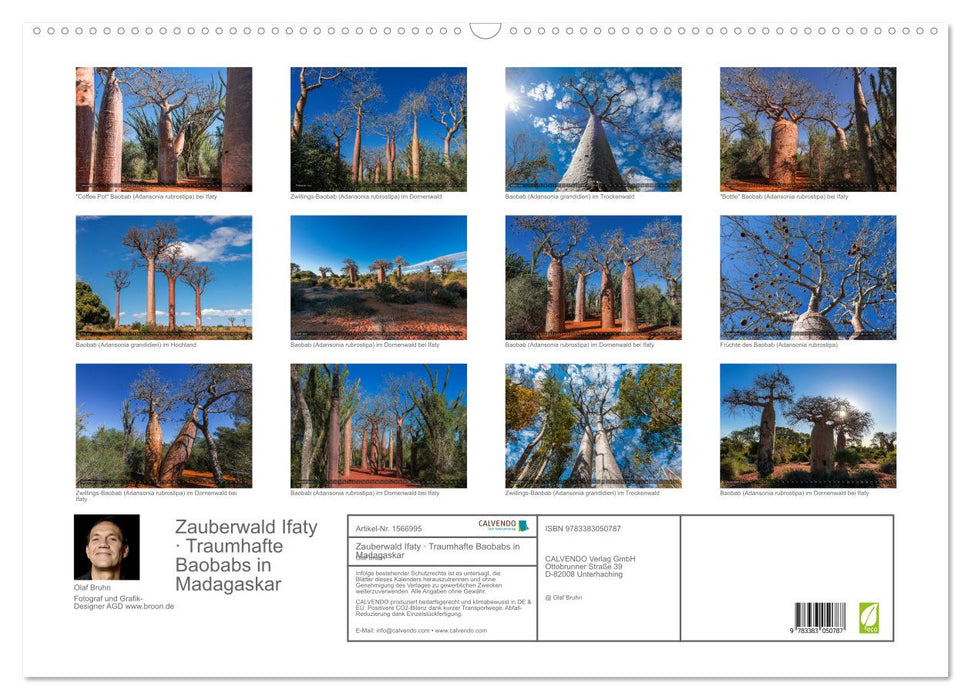 Zauberwald Ifaty · Traumhafte Baobabs in Madagaskar (CALVENDO Wandkalender 2024)