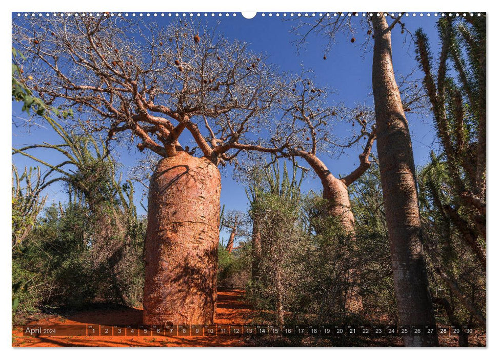 Forêt Enchantée Ifaty Baobabs oniriques à Madagascar (Calendrier mural CALVENDO 2024) 