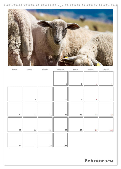 Schafe - 12 Monate in der Herde (CALVENDO Premium Wandkalender 2024)