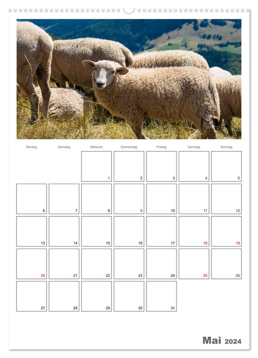 Schafe - 12 Monate in der Herde (CALVENDO Premium Wandkalender 2024)