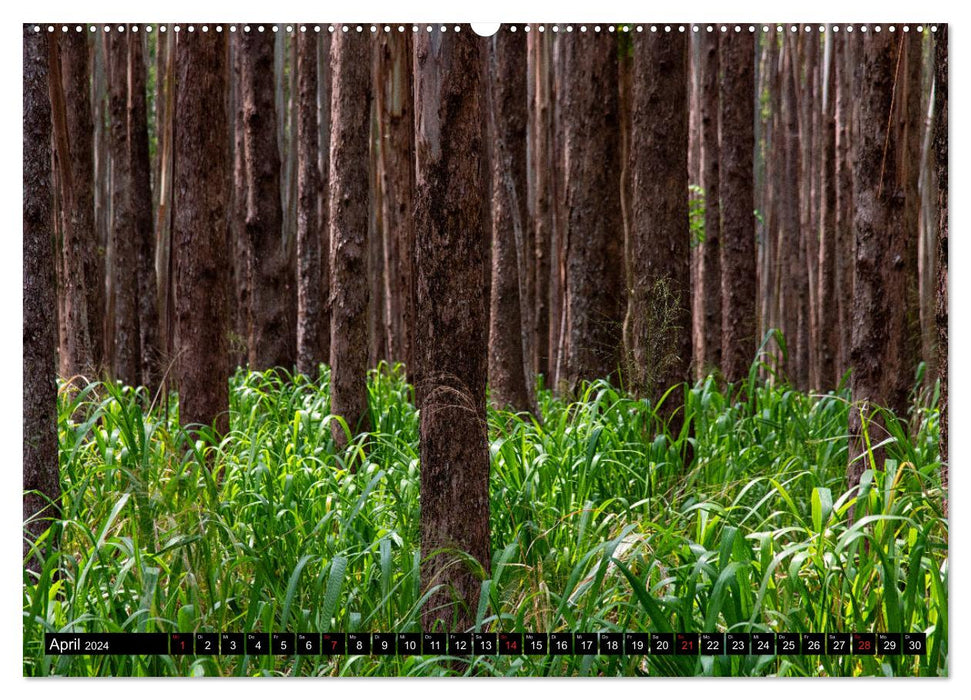 Arbres du monde (Calendrier mural CALVENDO 2024) 