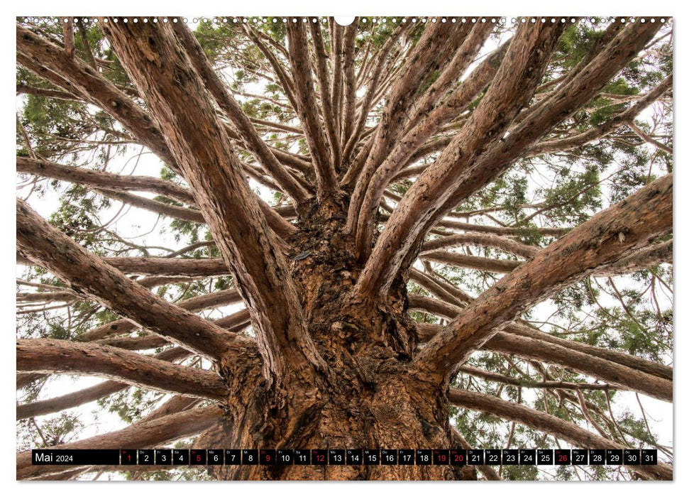 Arbres du monde (Calendrier mural CALVENDO 2024) 