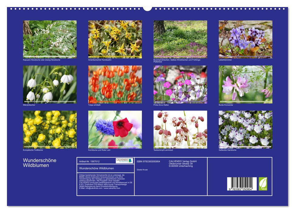 Wunderschöne Wildblumen (CALVENDO Premium Wandkalender 2024)