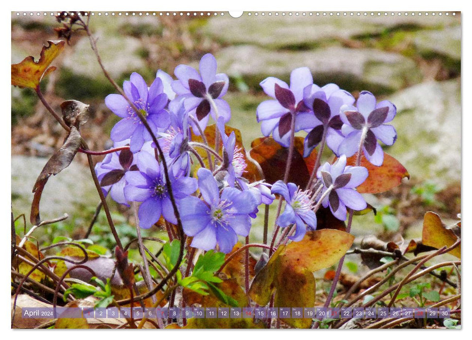 Belles fleurs sauvages (Calendrier mural CALVENDO Premium 2024) 