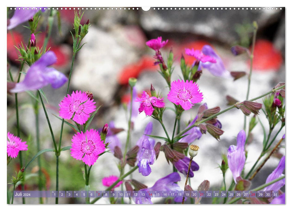 Wunderschöne Wildblumen (CALVENDO Premium Wandkalender 2024)
