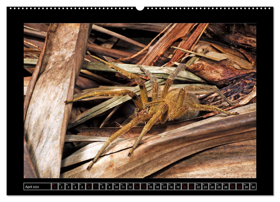 Fascination avec les araignées (Calendrier mural CALVENDO Premium 2024) 