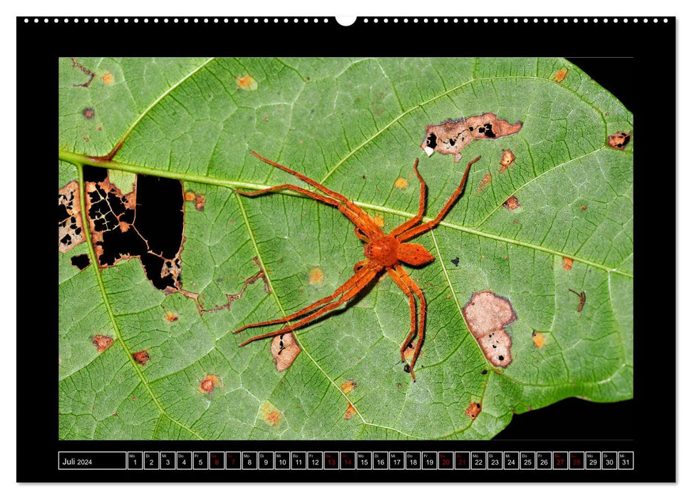 Fascination avec les araignées (Calendrier mural CALVENDO Premium 2024) 