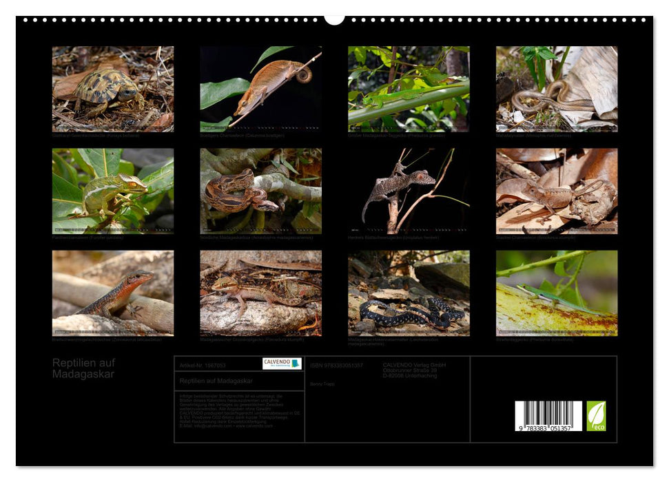 Reptiles à Madagascar (Calvendo Premium Wall Calendar 2024) 