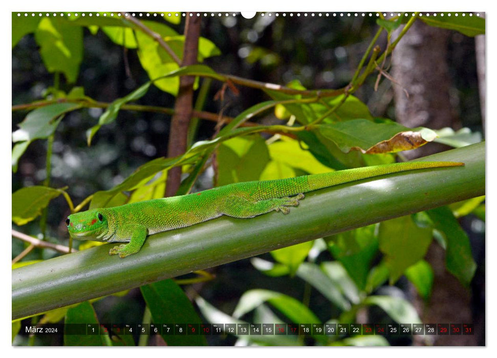 Reptiles à Madagascar (Calvendo Premium Wall Calendar 2024) 