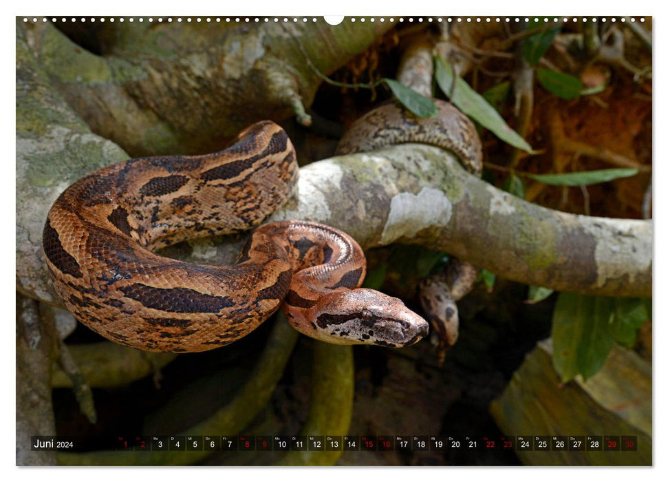 Reptiles à Madagascar (Calvendo Premium Wall Calendar 2024) 