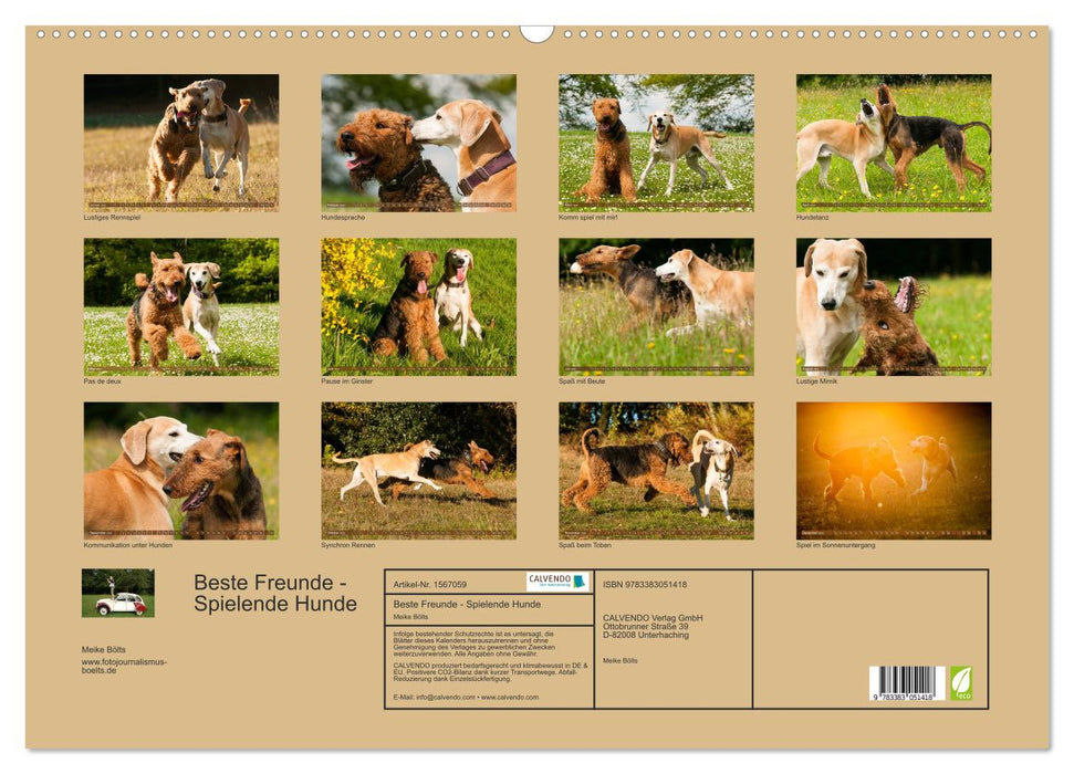 Beste Freunde - Spielende Hunde (CALVENDO Wandkalender 2024)
