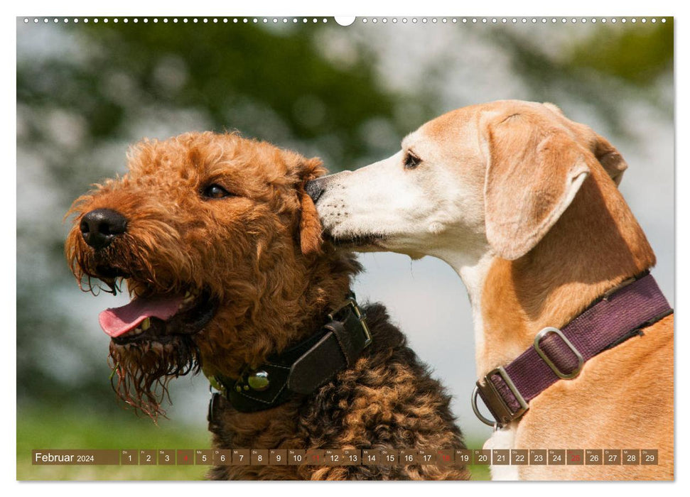 Beste Freunde - Spielende Hunde (CALVENDO Wandkalender 2024)
