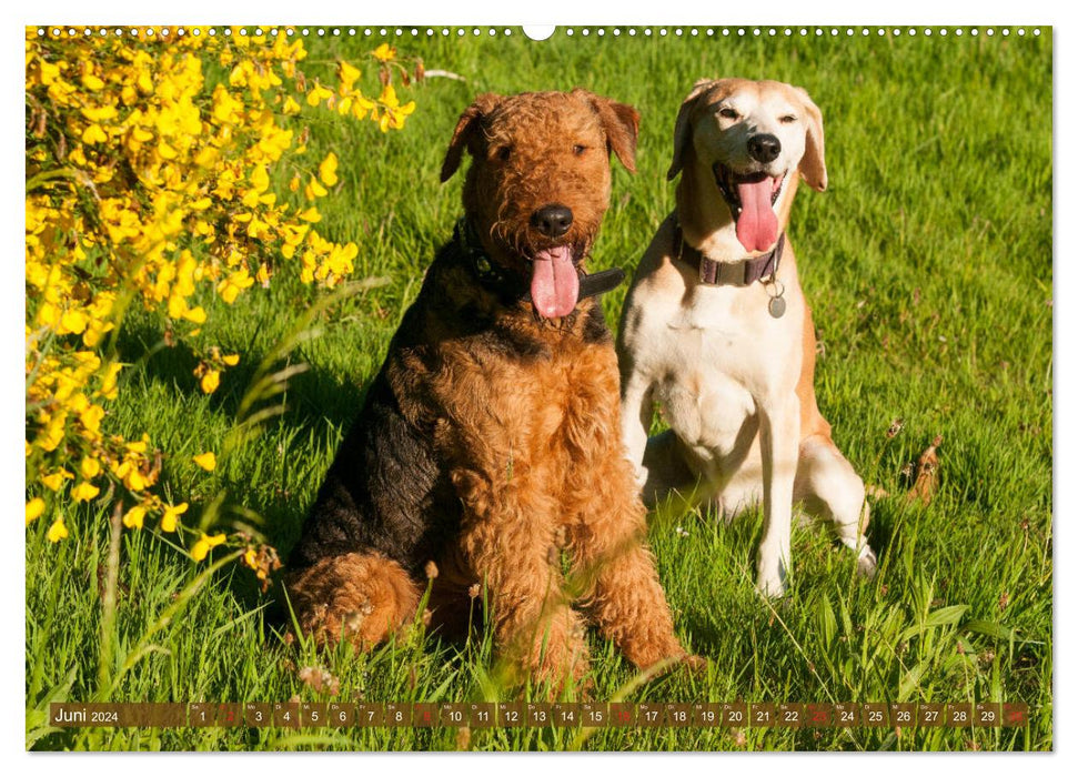 Beste Freunde - Spielende Hunde (CALVENDO Wandkalender 2024)