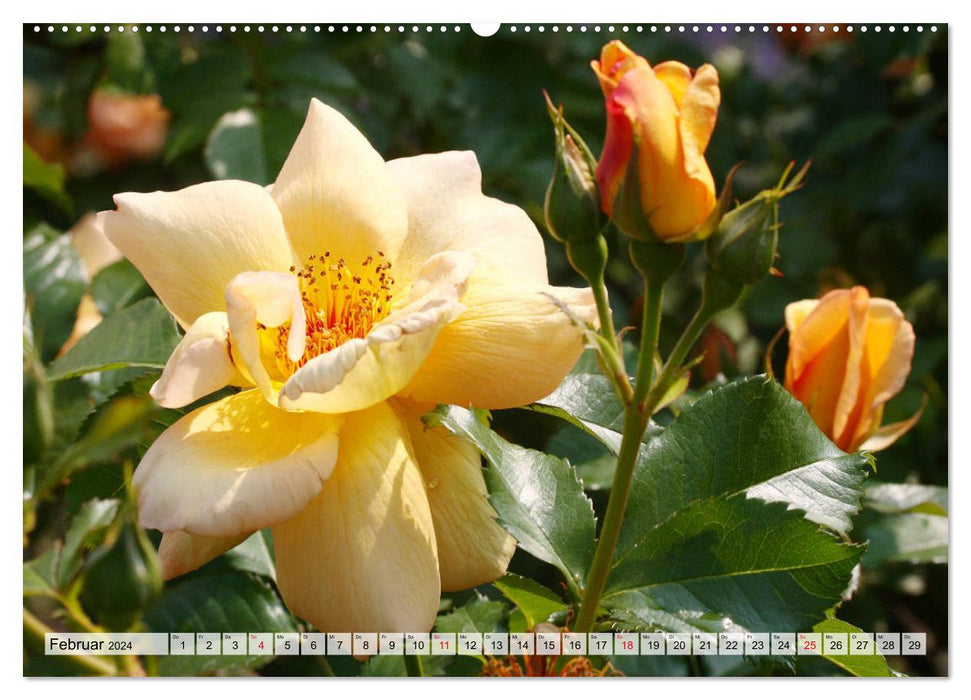 In Love with Roses (Calvendo Premium Calendrier mural 2024) 