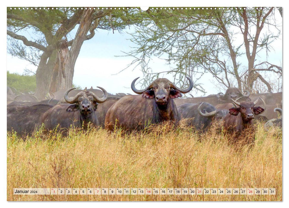 Tanzanie. Impressions d'Afrique de l'Est (Calendrier mural CALVENDO Premium 2024) 