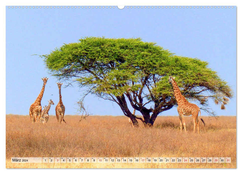 Tansania. Impressionen aus Ostafrika (CALVENDO Premium Wandkalender 2024)