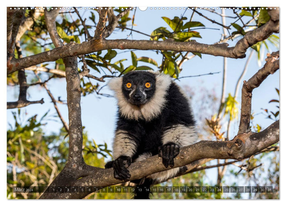 Tierisches Madagaskar (CALVENDO Premium Wandkalender 2024)