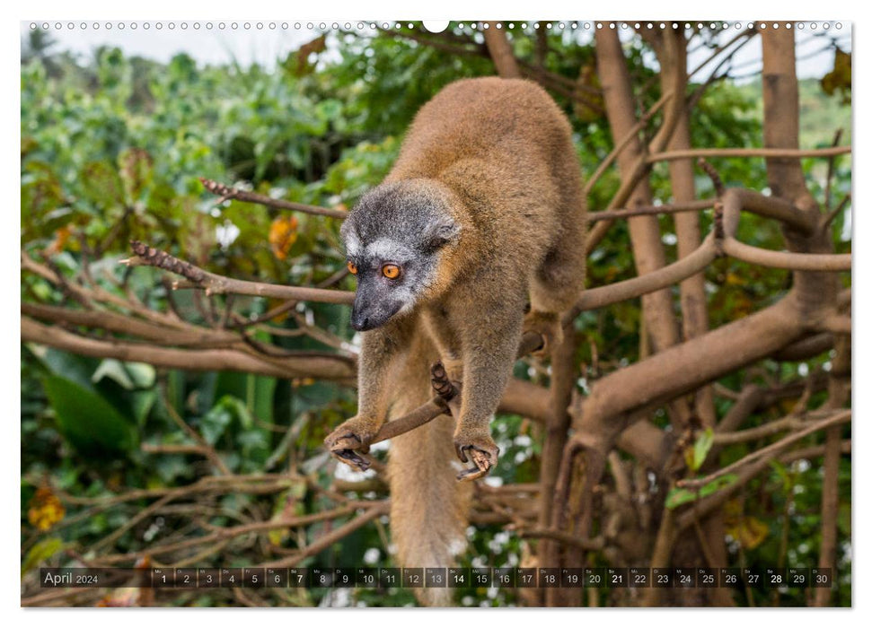 Animal Madagascar (Calvendo Premium Calendrier mural 2024) 